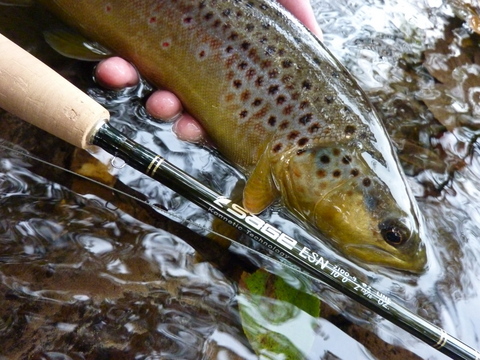 Trout and Sage ESN