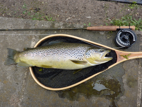 Witham trout and Orvis Superfine Trout Bum 1wt