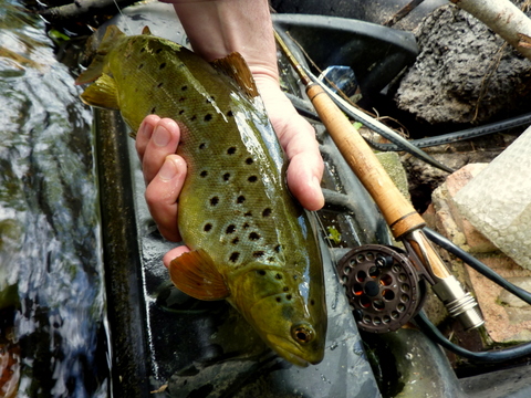 Trout on Sunray line